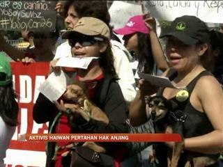 Aktivis haiwan pertahan hak anjing
