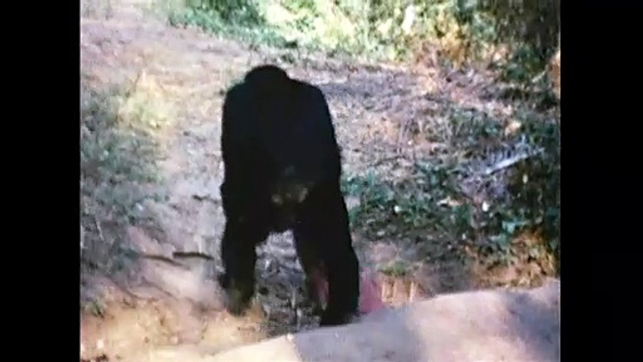 Jane's Journey - Die Lebensreise der Jane Goodall Trailer DF