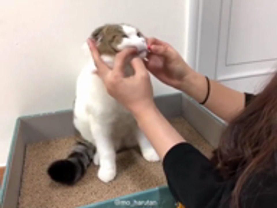 Trik Mudah Bagi Kucing Makan Ubat Jenis Pil Yang Anda Wajib Belajar