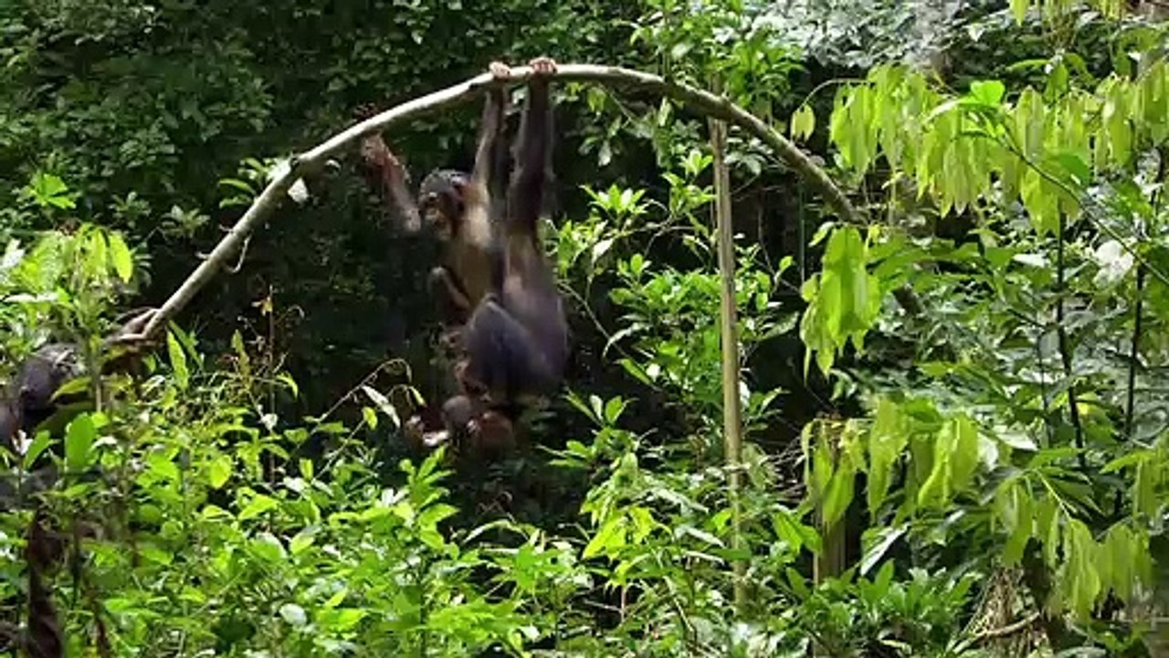 Schimpansen Trailer DF