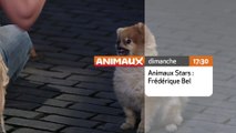 Animaux Stars - Frédérique Bel - Animaux TV