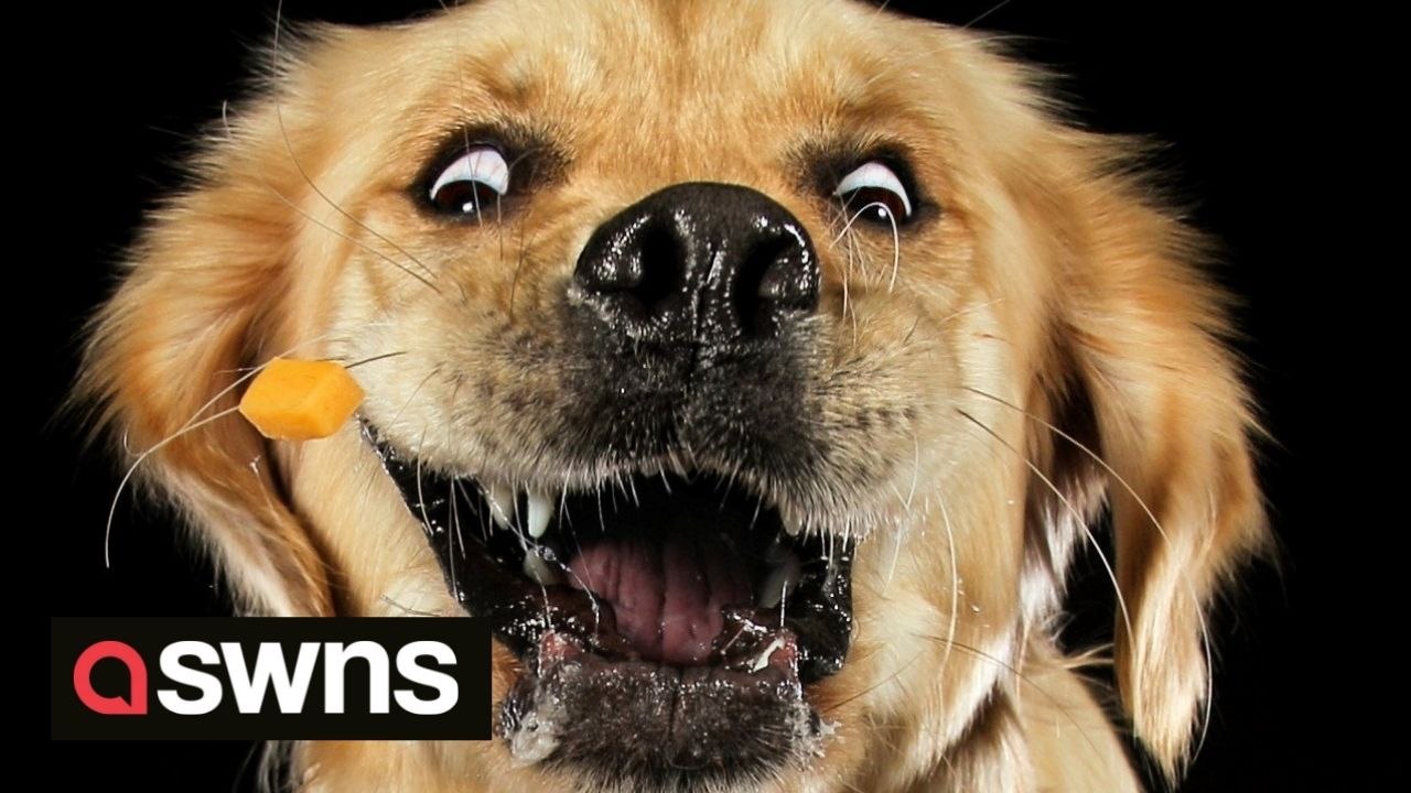 Dog photographer captures hilarious pictures of dogs trying to catch cubes of cheese