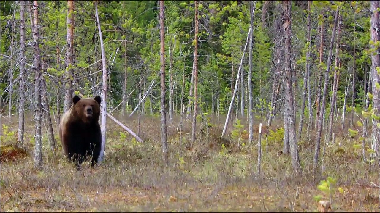 In Skandinaviens Wäldern - Die Bärenbande Trailer DF