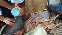 Pescadores cubanos rescatan una cría de manatí en la bahía de la isla con cortes en la cabeza y en el cuerpo