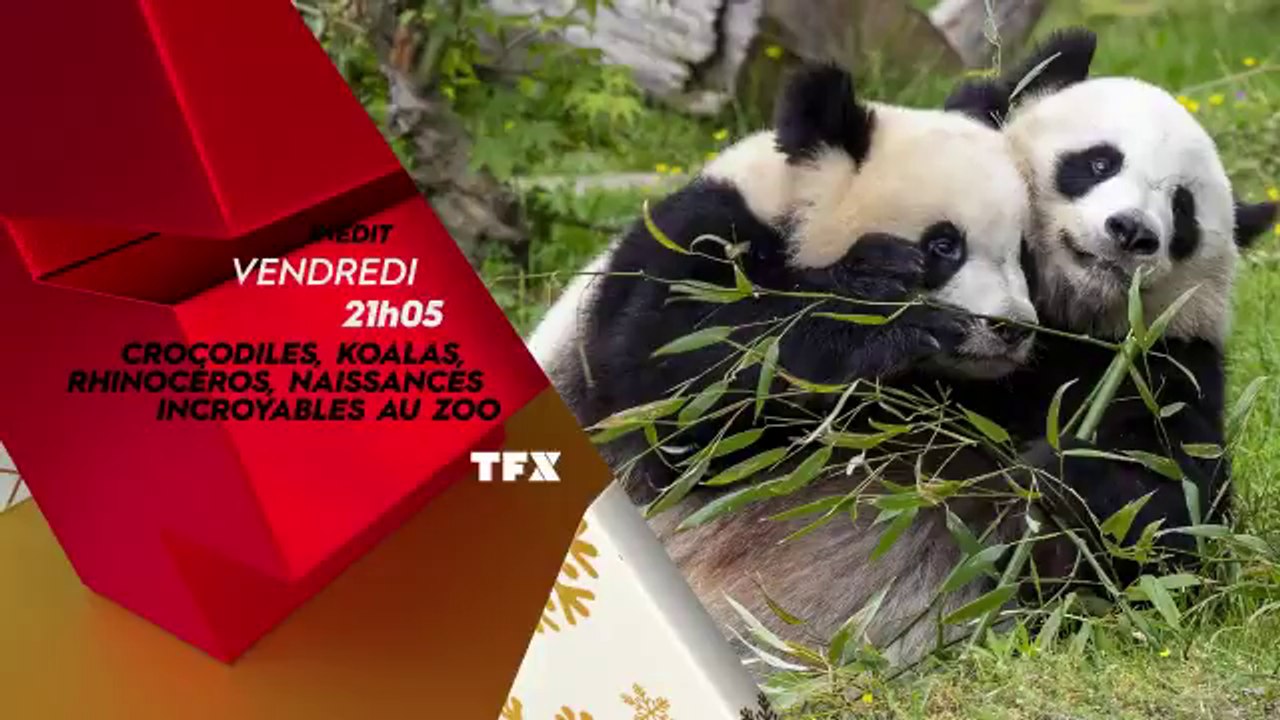 Crocodiles, koalas et rhinocéros : naissances incroyables au zoo (tfx) bande-annonce