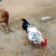 Battle between a rooster and a snake