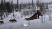 Into The Wild  Alaska - RMC DECOUVERTE 22 12 18
