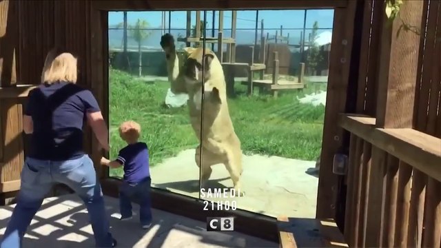 Le grand bêtisier des animaux - C8 - 22 12 18