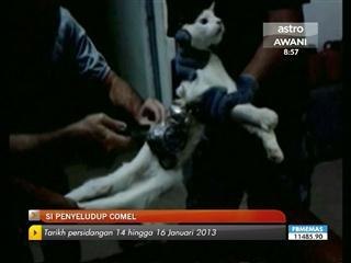 Kucing comel jadi penyeludup dalam penjara