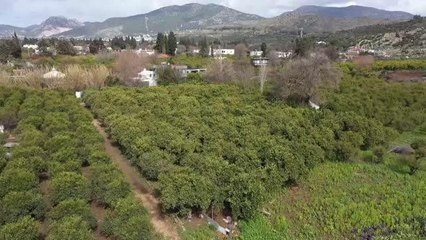 Bodrum mandalinasıyla yapılan lokum ve reçel yurt dışına da gönderiliyor