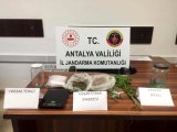 Alanya'da uyuşturucu taciri tutuklandı
