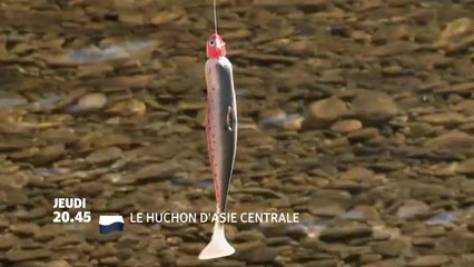 Le huchon d'Asie centrale - 29/11/16