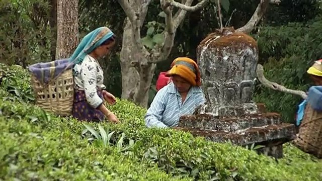 Code of Survival - Die Geschichte vom Ende der Gentechnik Trailer OmU