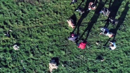 Creatures Trailer OV