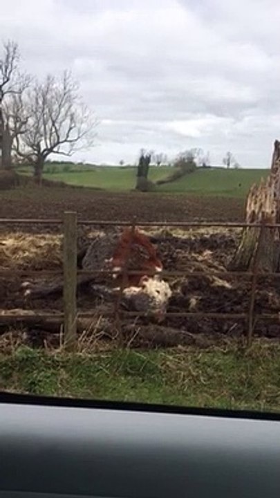 Dying cow video
