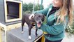 Staffy is looking for her forever home after her owner died