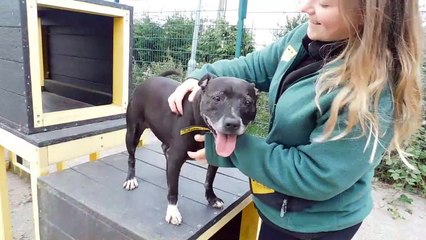 Staffy is looking for her forever home after her owner died