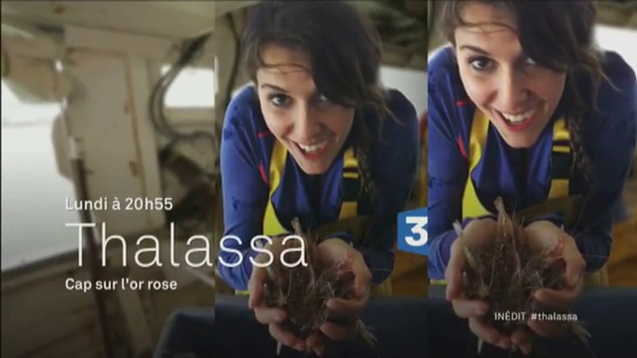 Thalassa -Vendée, Charente-Maritime - à la découverte d'une crevette d'exception - 13 11 17