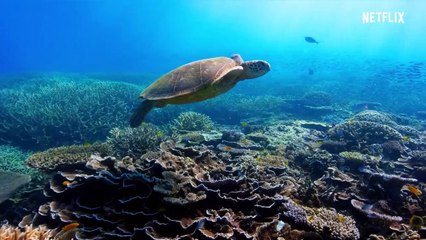 David Attenborough: Mein Leben auf unserem Planeten Trailer OmdU