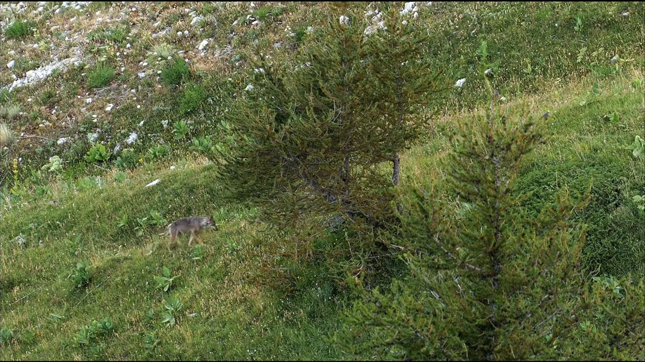 Wolf Walk - Auf der Spur der Wölfe Trailer DF