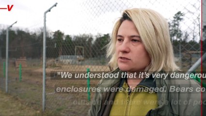 These Bears Had to Flee Their Home in Kyiv