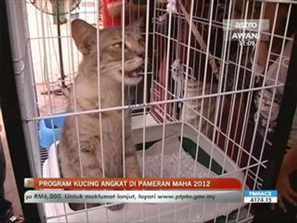 30 kucing dapat keluarga angkat baru