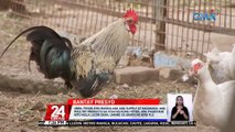UBRA: posibleng magkulang ang supply at magmahal ang poultry products sa Visayas kung ititigil ang pagbiyahe nito mula Luzon dahil umano sa banta ng bird flu | 24 Oras