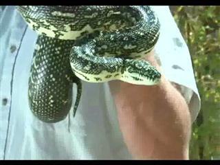 Australia, home to the world’s top 10 most deadly snakes