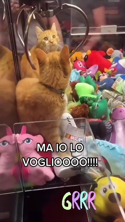 Nangkap Kucing
