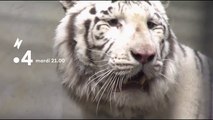 Les animaux du zoo - boules de poils et gros chatons - france 4 - 27 11 18
