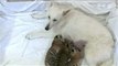 Russian dog adopts tiger cubs in Sochi zoo