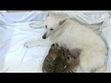 Russian dog adopts tiger cubs in Sochi zoo