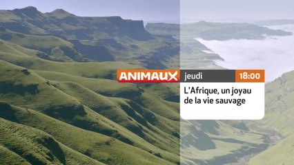 L'Afrique, un joyau de la vie sauvage - Animaux