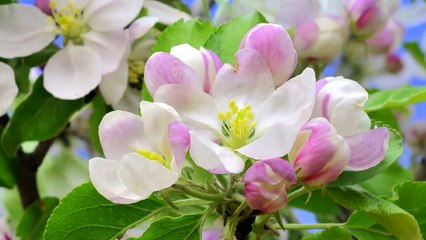 Tagebuch einer Biene Trailer (2) OV