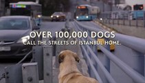 Streuner - Unterwegs mit Hundeaugen Trailer (2) OV