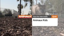 Animaux Kids - Animaux TV
