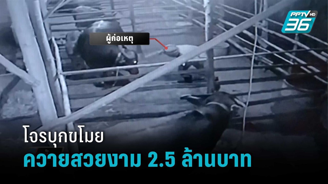 โจรย่องกลางดึก ขโมยควายสวยงาม มูลค่า 2.5 ล้านบาท | เข้มข่าวค่ำ