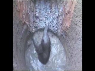 Baby elephant rescued from well in Thailand