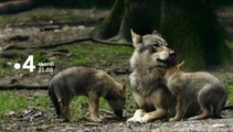 Premiers pas dans la nature - france 4 - 20 11 18