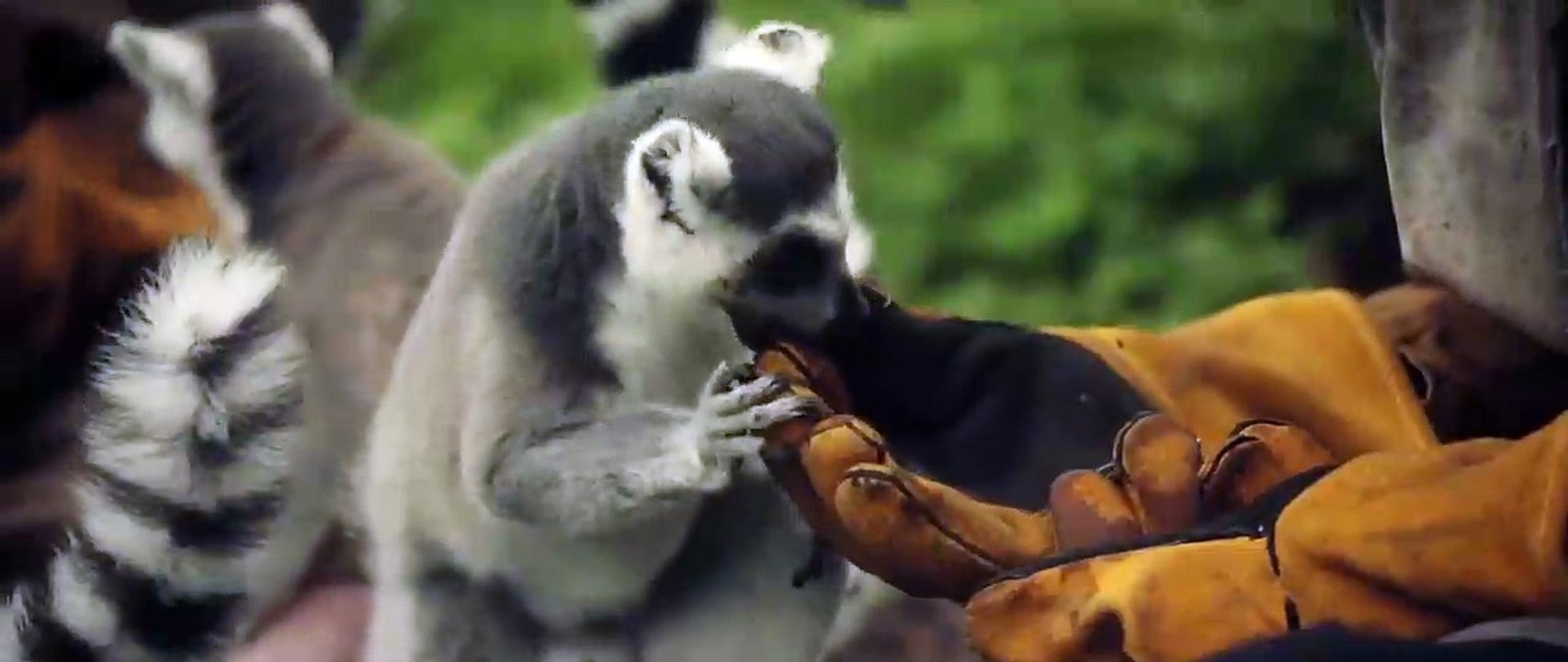 Der Zoo Trailer OV