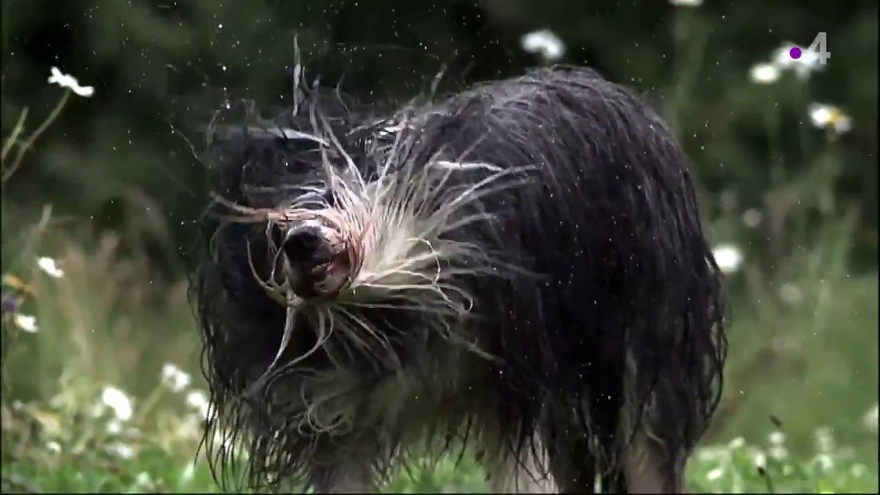 Nos animaux doux dehors, sauvages dedans - france 4 - 13 11 18