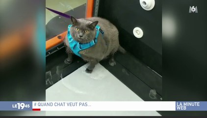 Zapping du 29/10 : Cinderblock, le chat obèse qui fait le buzz