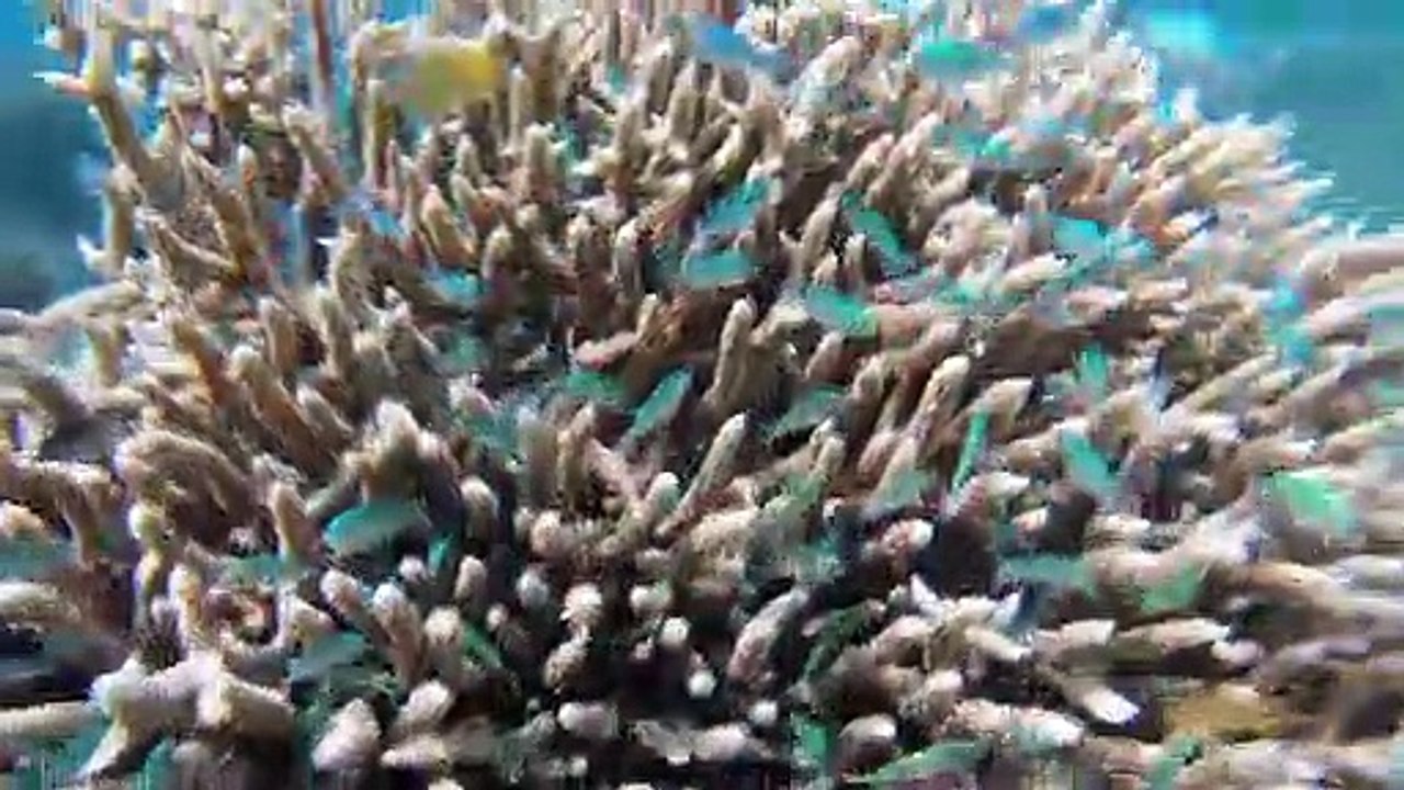 5 Jahre Weltreise - Der Film Trailer DF