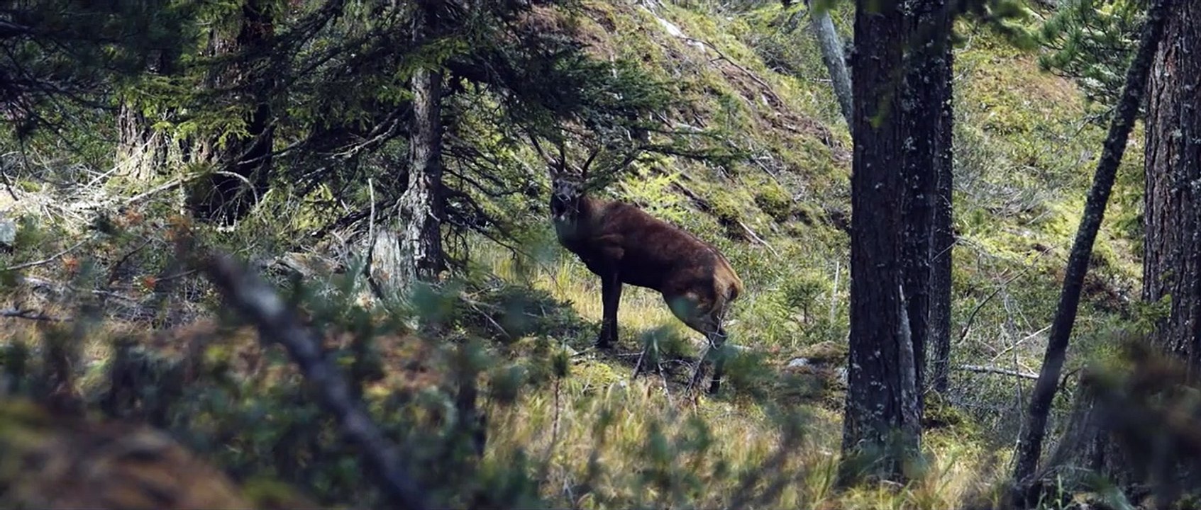 Wild - Jäger und Sammler Trailer OV