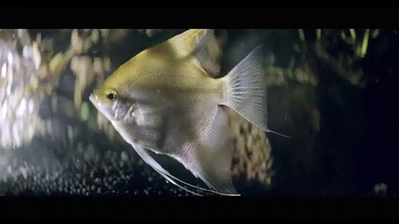 Eine Handvoll Wasser Trailer DF