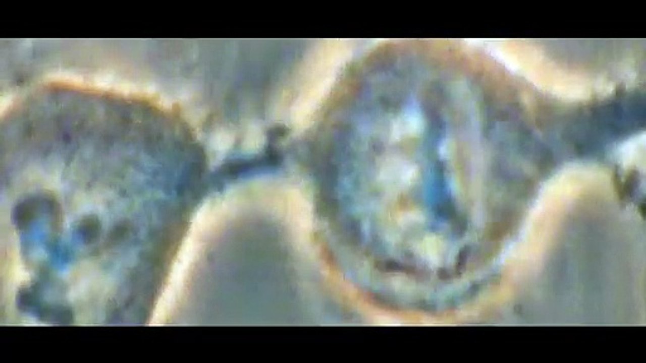 Iron Fists And Kung Fu Kicks Trailer OV