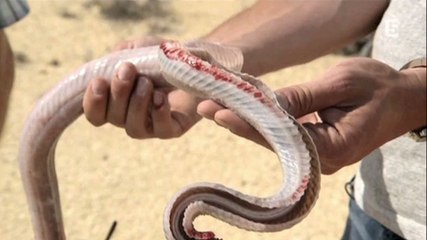 Zapping du 16/07 : Sans tête, ni coeur, il bouge toujours