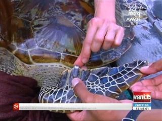 Penduduk Pulau Mabul jadi renjer penyu