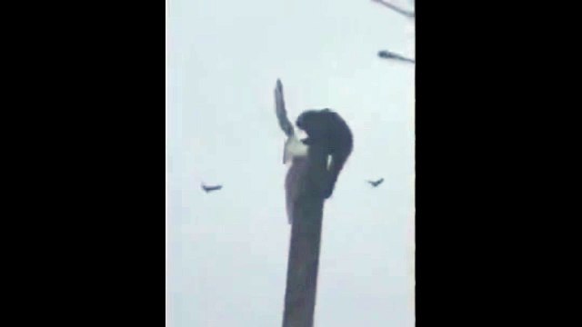 Şok eden görüntüler! Direğe tırmanan maymun yakaladığı martıyı resmen paramparça etti