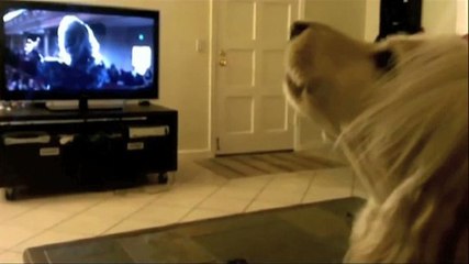 Zapping du 3/07 : Un chien, chanteur d'opéra